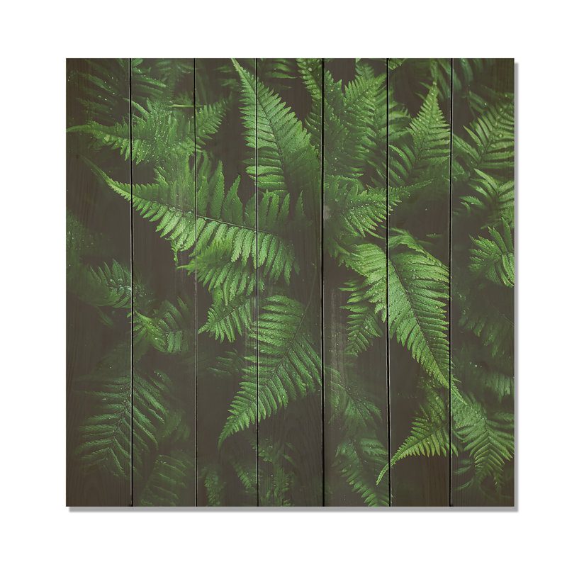 Green Fern Forest Beauty III - Ferns On Wood Print, 30" H x 30" W