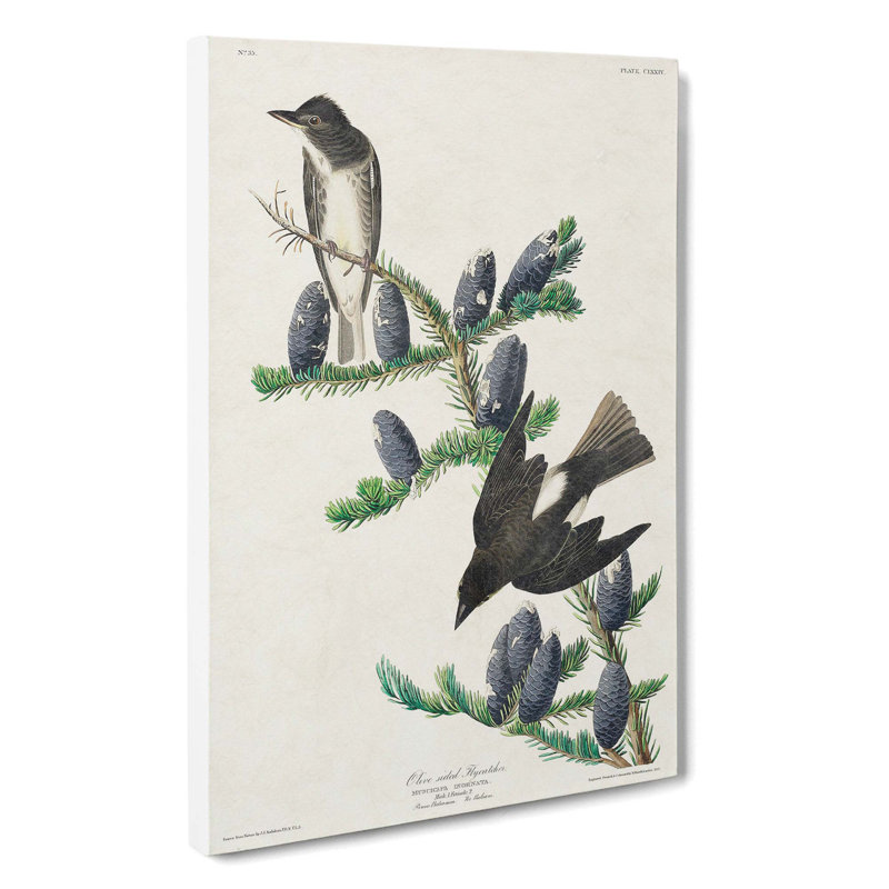 Olive-Sided Fly Catcher Bird by John James Audubon - Wrapped Canvas, 50cm H x 35cm W x 3cm D