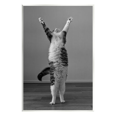 Ba-372-Bois, chat amusant, pose de Kazutoshi Ono