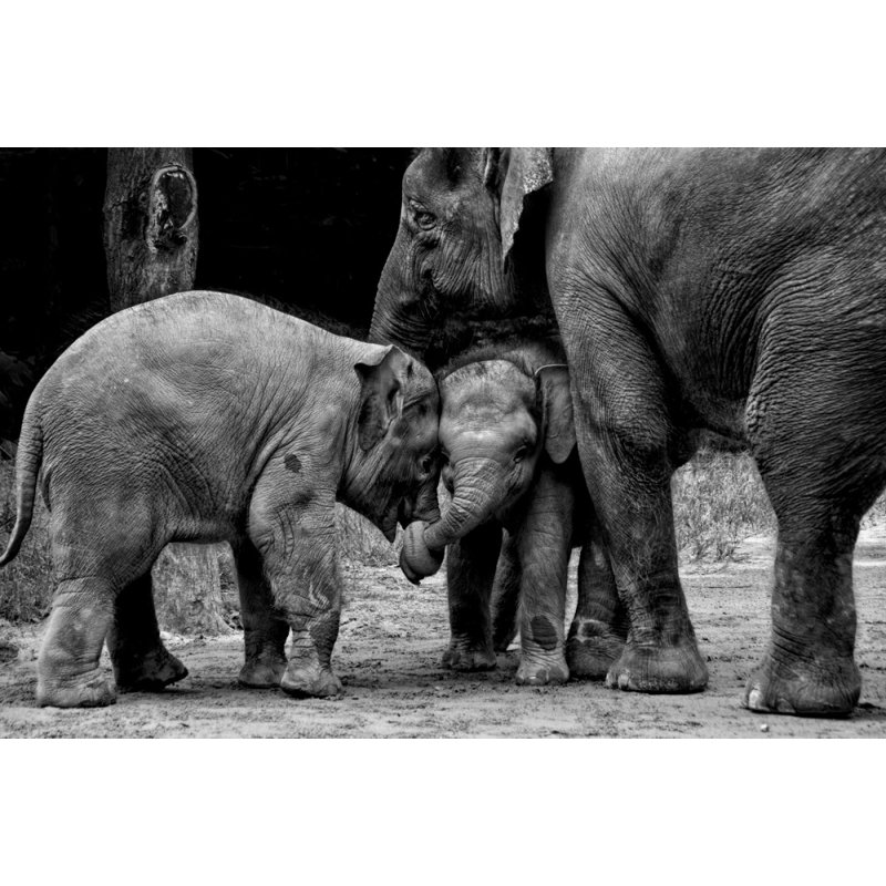 Wrapped Canvas Print, 76.2 cm H x 50.8 cm W