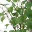 Bouleau Uttermost Boreal