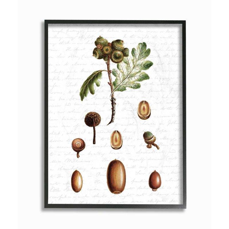 «Tree Seeds Nuts Fall Autumn Seasonal Design», impression, H 24 po x l 30 po, Giclée encadrée noir minuit