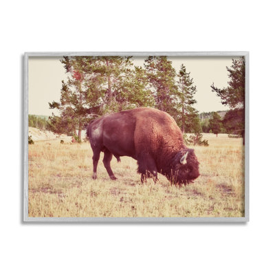 Paysage de nature sauvage de bison sauvage - photographie