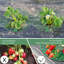Support pour plante Temelko