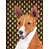 Basenji (brun et blanc)