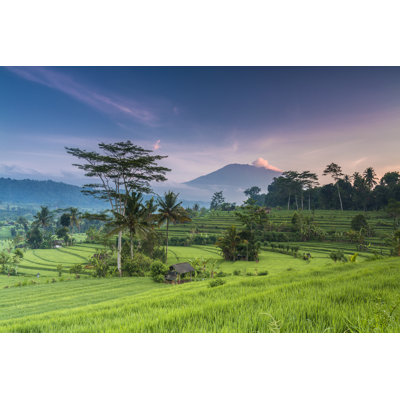 Terrace Rice Field in Bali by Joakimbkk