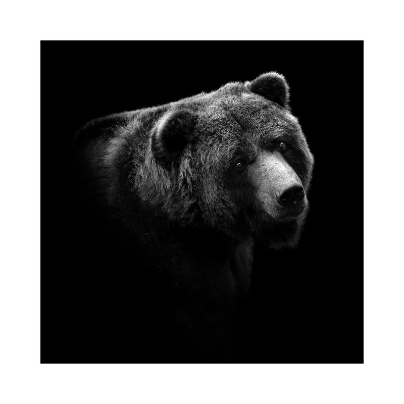 Bear In Black And White II by Lukas Holas - Wrapped Canvas Print, 45.72 cm H x 45.72 cm W