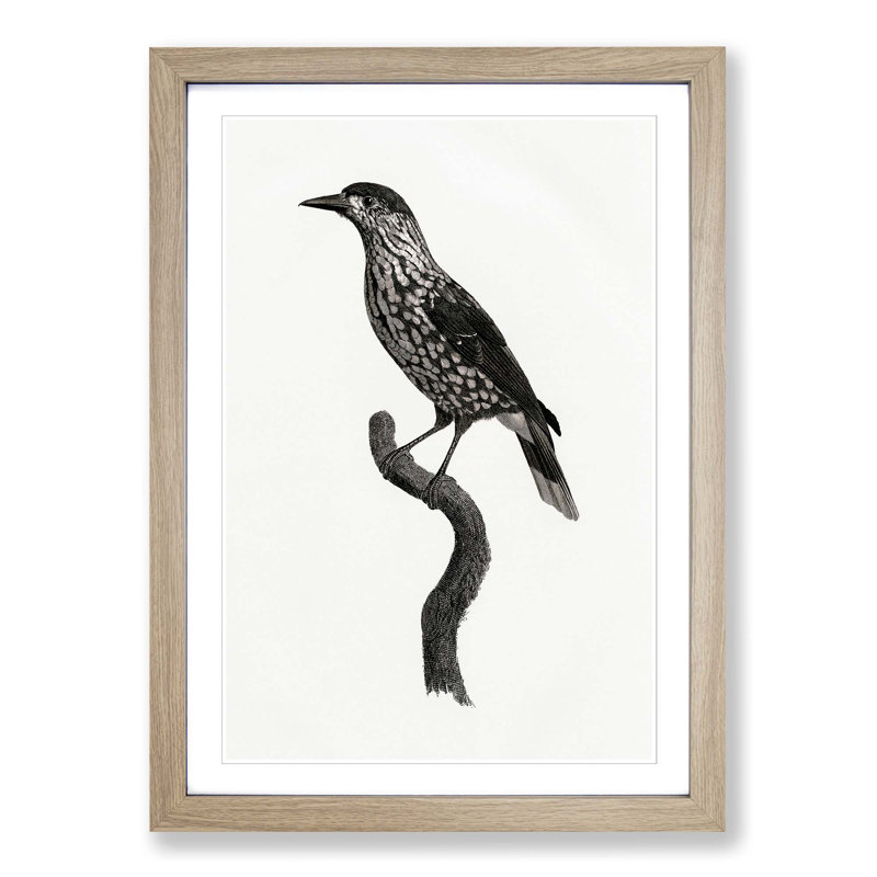 Nutcracker Bird by Jacques Barraband - Picture Frame Painting Print, 48cm H x 36cm W x 2cm D, Oak Framed