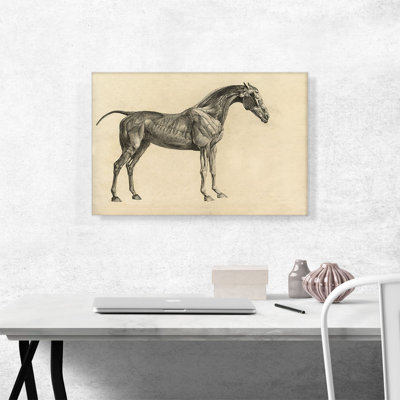 «The Anatomy of the Horse» par George Stubbs, reproduction d'art sur toile tendue
