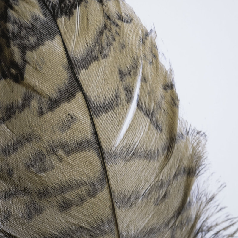 «Feathered Friends» par Nancy Crowell, reproduction d'art encadrée sous verre, Amis à plumes