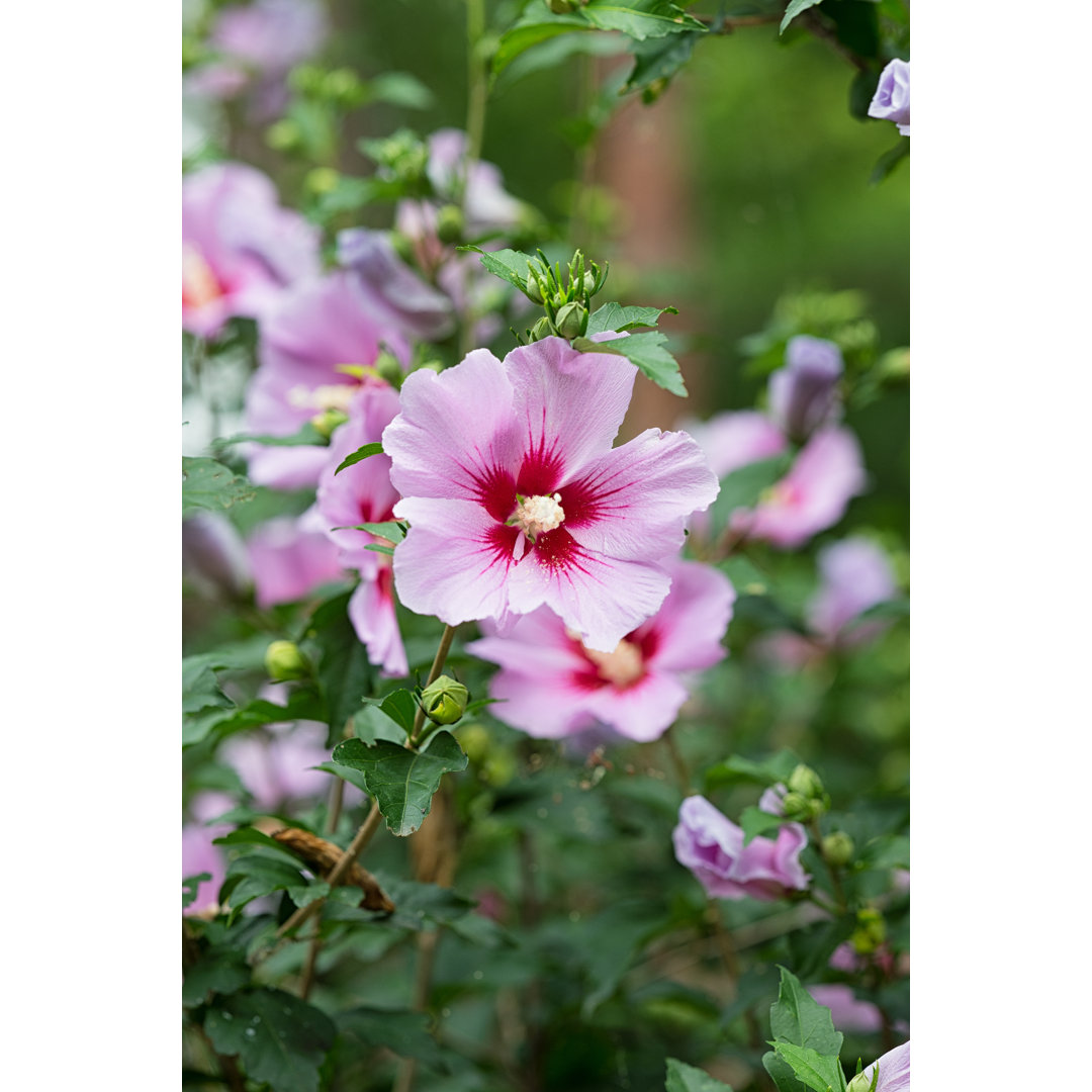 Hibiscus Syriacus - Kunstdrucke auf Leinwand - Wrapped Canvas