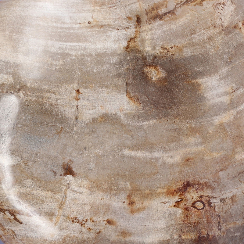 Petrified Wood Organic Sculpture, Light Brown