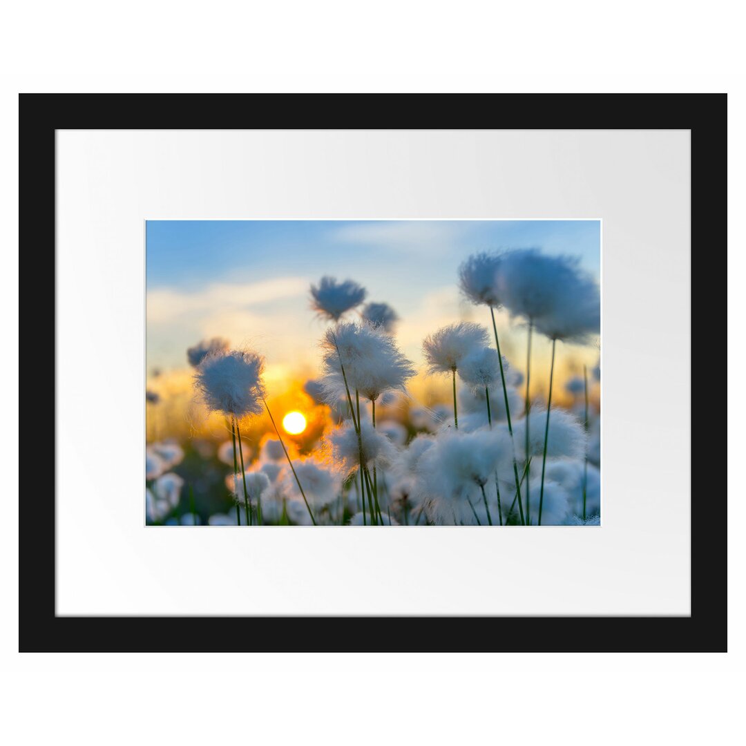 Gerahmtes Poster Baumwollblüten im Sonnenuntergang