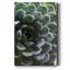 Zen Succulent I - reproduction de photo sur toile tendue-770646801