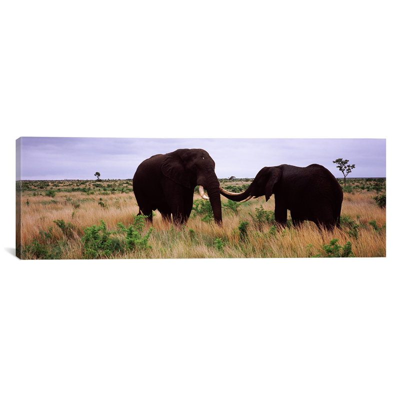 «Panoramic Two African Elephants», Parc national Kruger, Afrique du Sud, reproduction de photo sur toile tendue, Toile tendue
