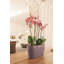Delta Premium Window Box Planter-16493129-16493130