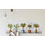 « photo lot de plantes »-impression sur toile tendue-1013453253