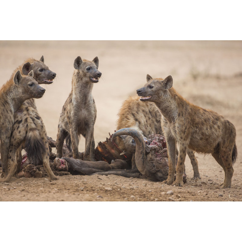 Scavengers' Delight by Jez_bennett - Wrapped Canvas Print, 30cm H x 46cm W x 3.8cm D