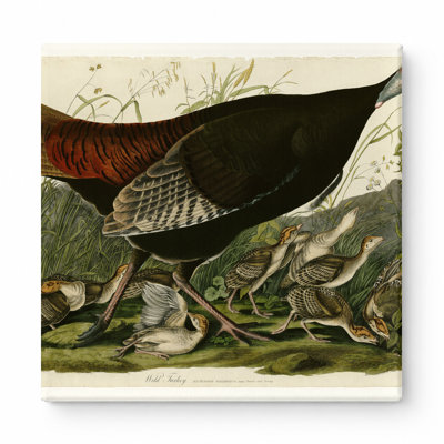 Dindon sauvage (1827) - art mural carré sur toile