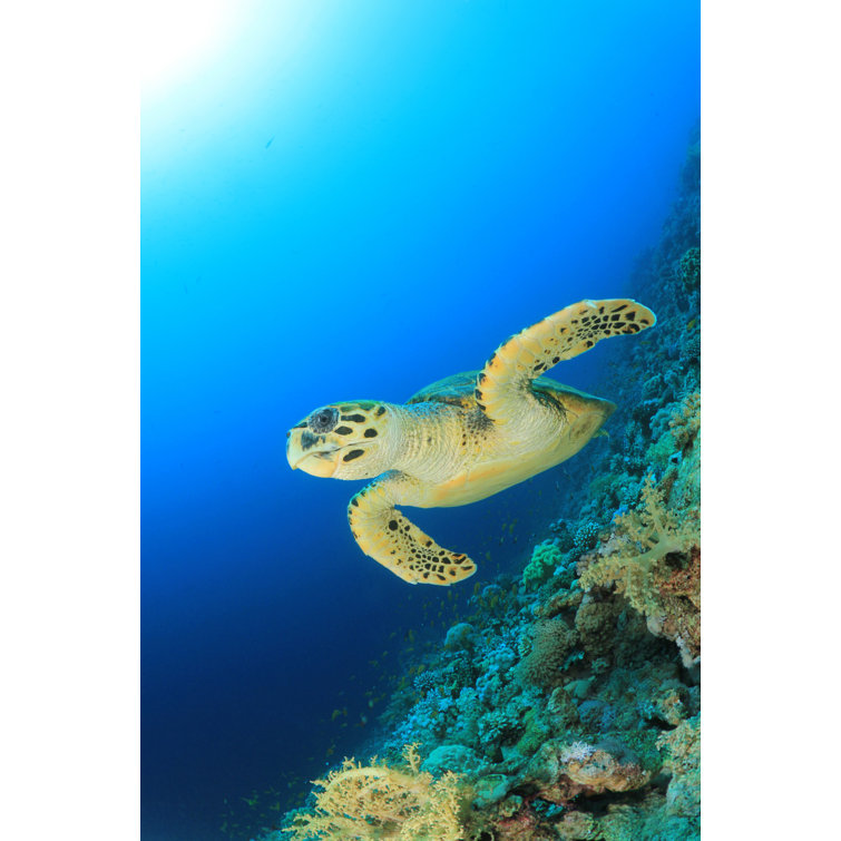 Bay Isle Home Sea Turtle On Canvas Print