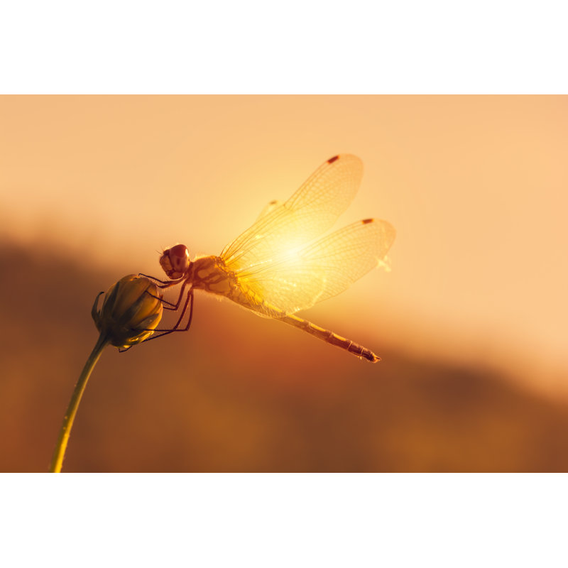 Medena Dragonfly On A Flower. - Wrapped Canvas Print, 81cm H x 122cm W x 3.8cm D