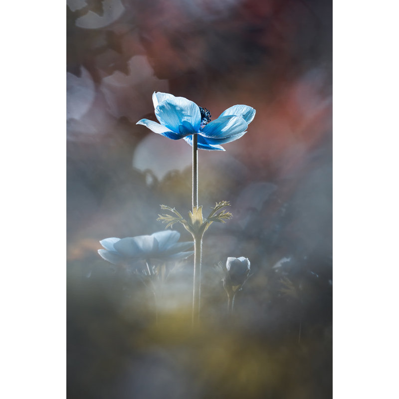 Wrapped Canvas Print, 50.8cm H x 76.2cm W