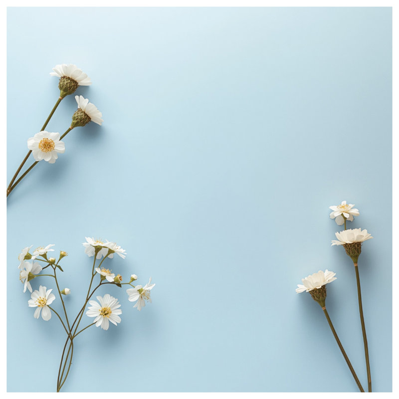 Marguerites blanches sur toile bleue tendue en plusieurs tailles, 12 x 12 pouces