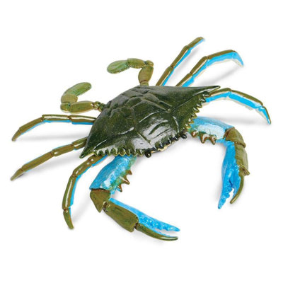 Crabe bleu