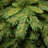 Tiffany Fir Slim Tree-88040601