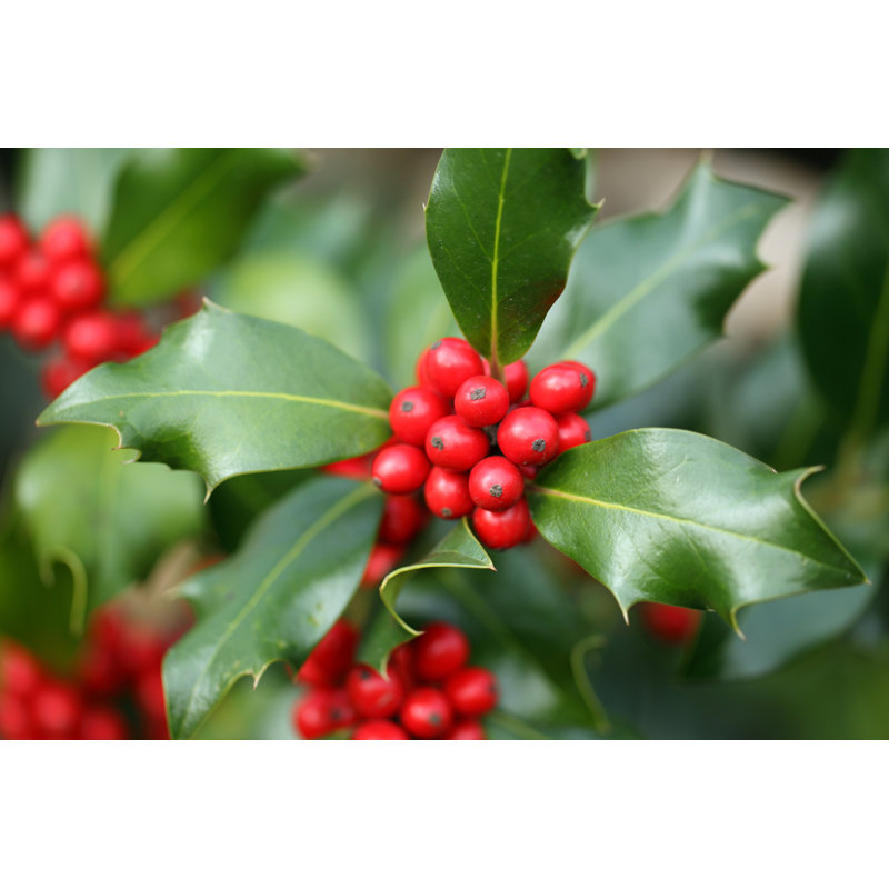Ilex Aquifolium by Loflo69 - Wrapped Canvas Print, 20cm H x 30cm W