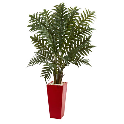 Evergreen Plant in Red Planter