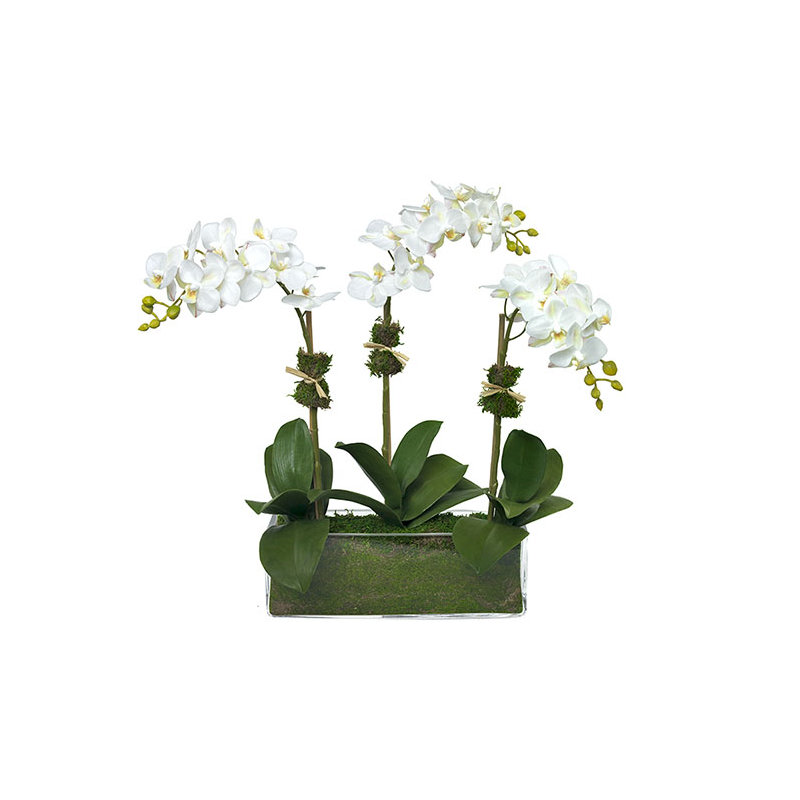 Phalaenopsis Orchids in Glass Rectangle Vase