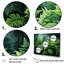 Emerald Green Ferns Forest IV - Plants, ensemble de reproduction d'art mural-107750334-107750333