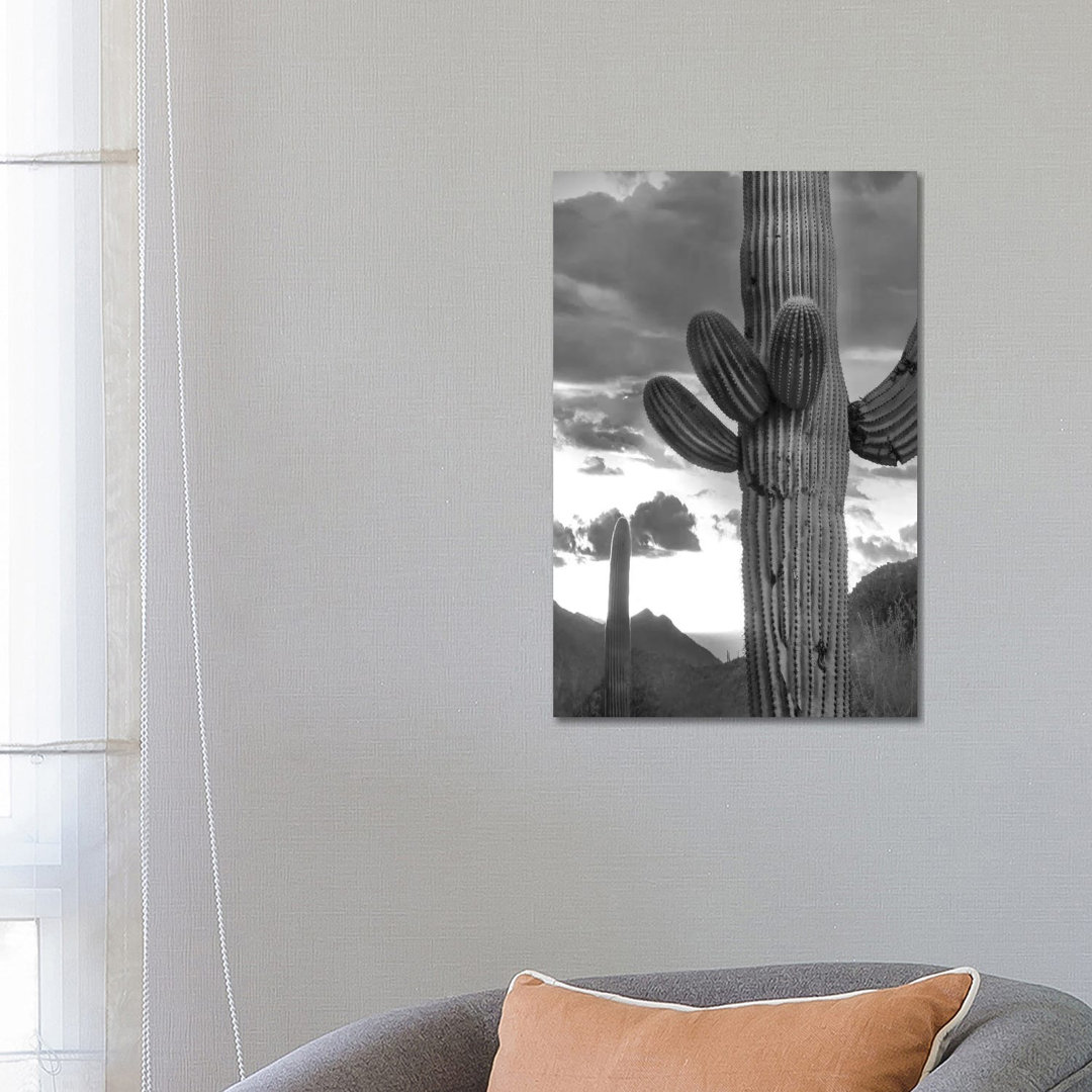 Saguaro Kakteen, Tucson Mountains, Arizona von Tim Fitzharris - Galerie-verpackte Leinwand Giclée auf Leinwand