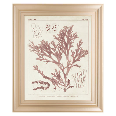 Art mural rétro - Coral Study - 22 "x 26" - cadre doré