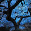 « japanese érable tree », reproduction d’impression encadrée en bleu-22599681