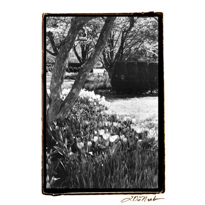 Springtime Garden IV - Wrapped Canvas Print