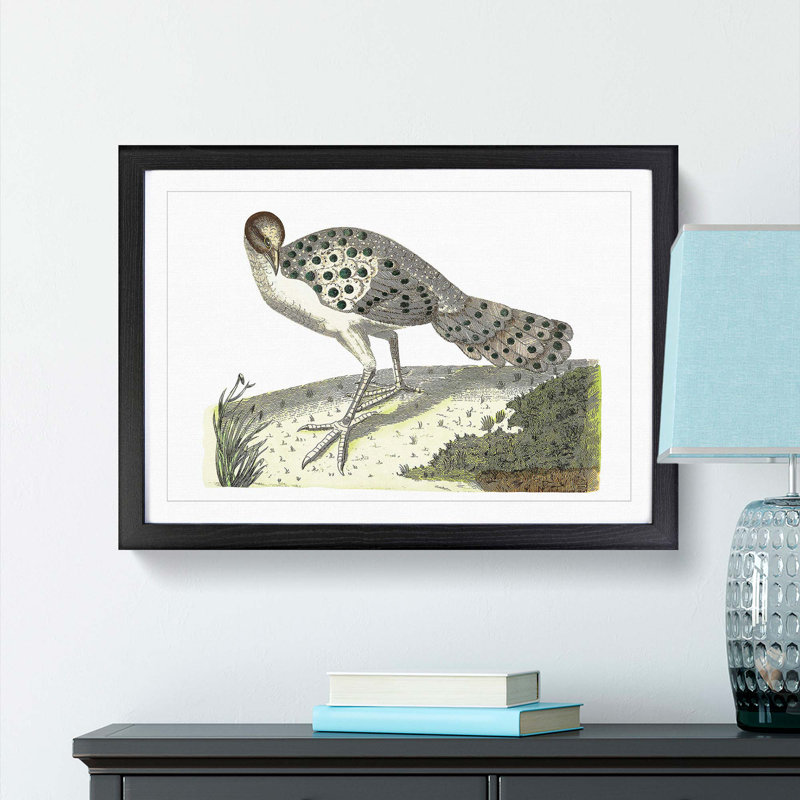 Thibetian Peacock by George Shaw - Framed Print, Black Framed, 27cm H x 36cm W x 2cm D
