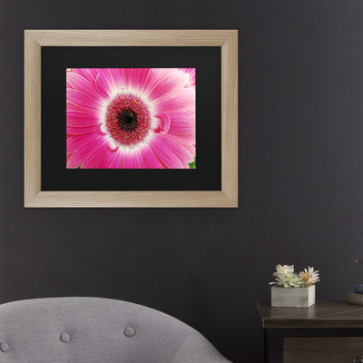 " Pink Gerber " by Kurt Shaffer