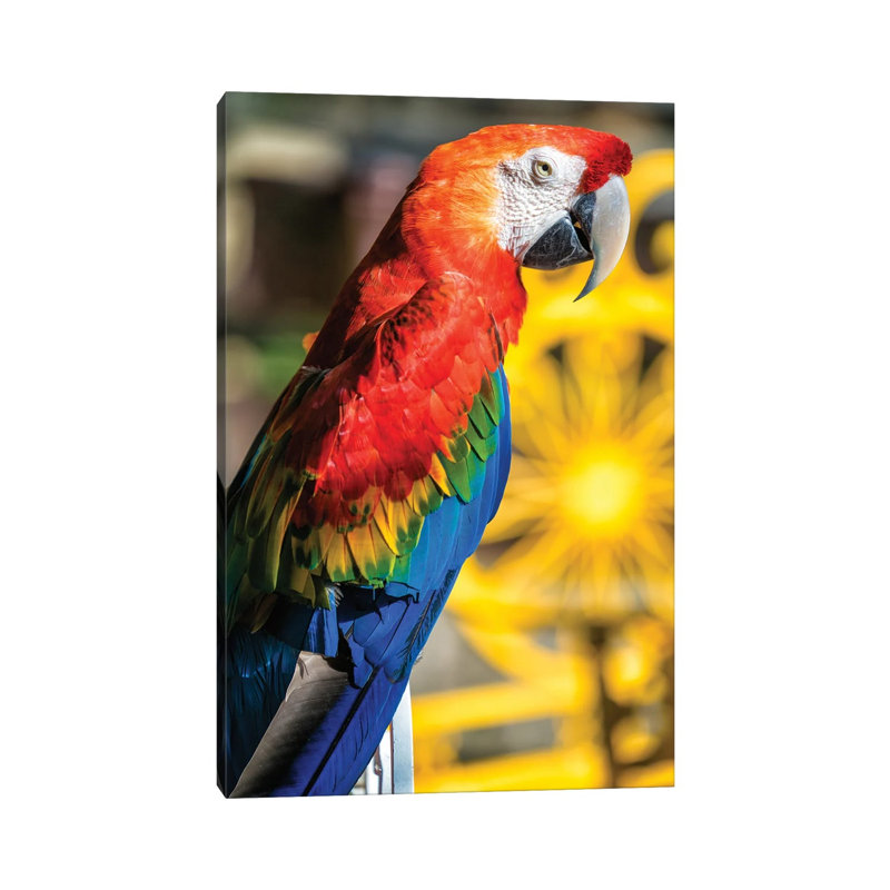 Blue and Yellow Macaw 1 Piece Wrapped Canvas Wall Art, 101.6 cm H x 66.04 cm W x 1.91 cm D