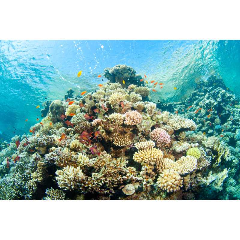 Corals In Sea by Vsurkov - Wrapped Canvas Print, 61cm H x 91cm W