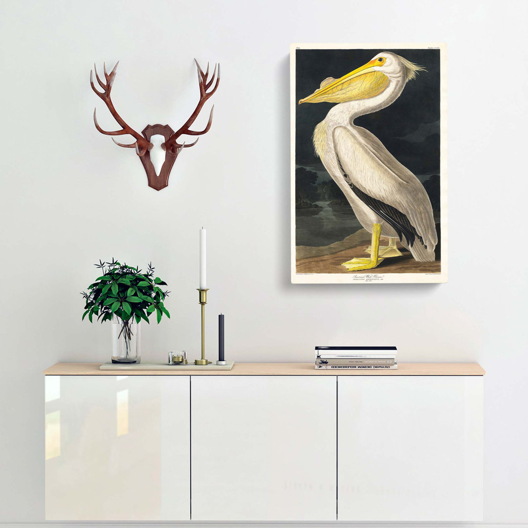 American White Pelican by John James Audubon - Wrapped Canvas