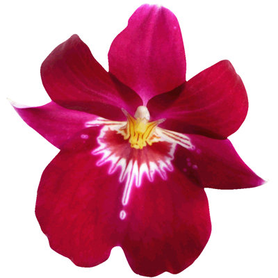 Adhésif décoratif orchidée Goudeau