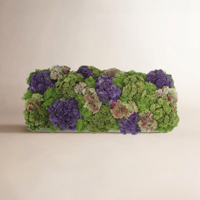Sedum Arrangement in Box