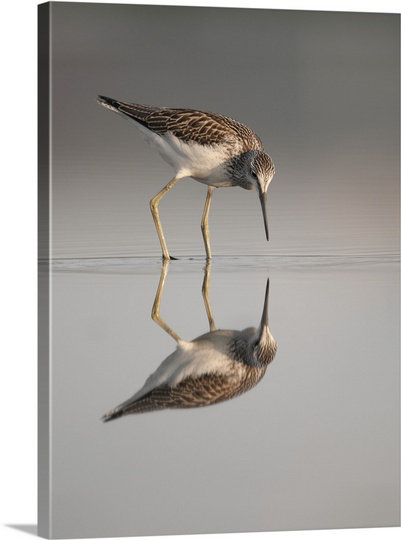 Who Are You? by Olof Petterson Photographic Print on Canvas