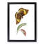 Caterpillar & Cassia Butterfly by George Shaw - Picture Frame Graphic Art Print-55513550-55513555