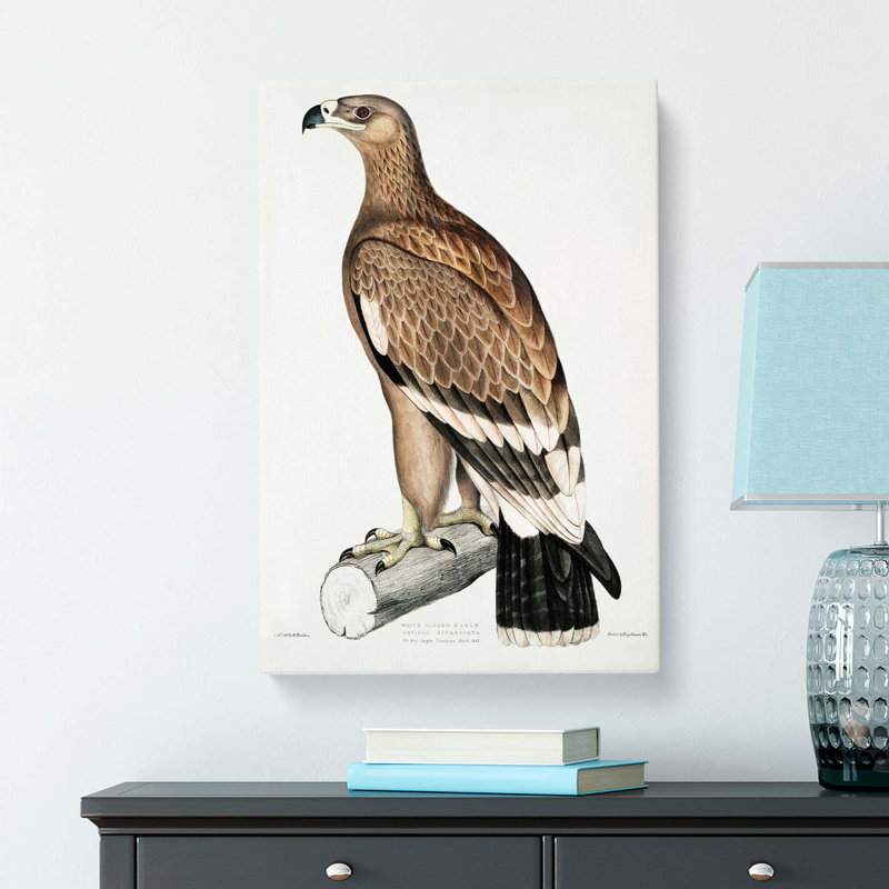 White-banded Eagle by John Edward Gray - Wrapped Canvas, 76cm H x 50cm W x 3cm D