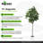 Magnolia Tree
