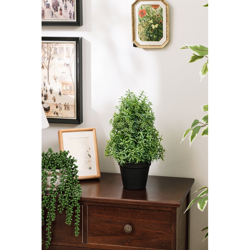 Rosemary Topiary In Pot