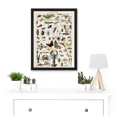 Millot Encyclopedia Arthropods Exoskeletal Animals Nature - Single Picture Frame Print